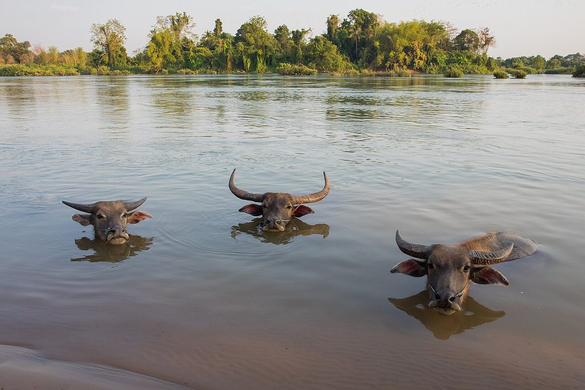 Three buffaloes heads above water in Si Phan Don