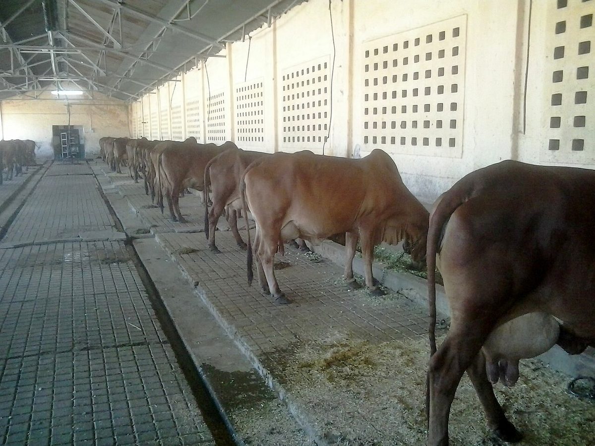 Dairy Project at Kasturbagram Rural Institute, Indore