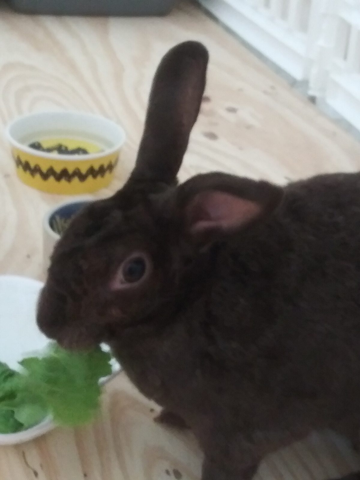 Coconut the rabbit 07