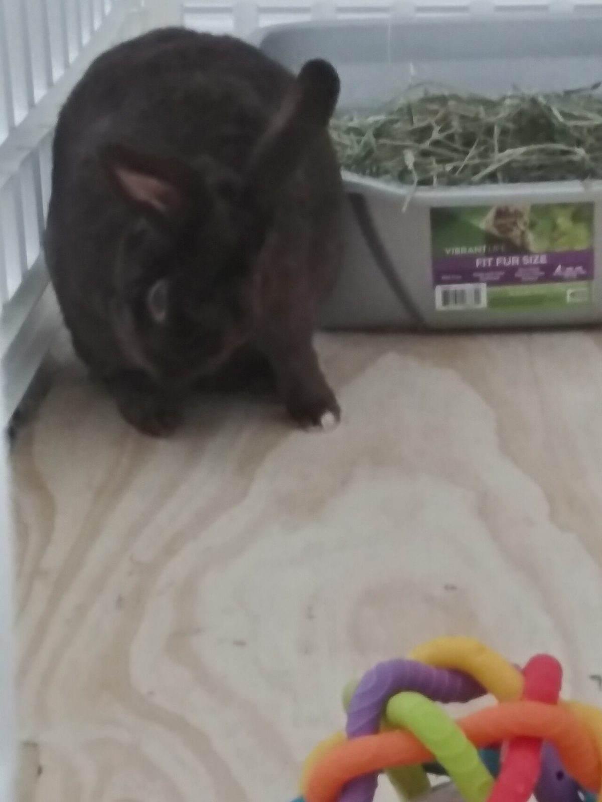 Coconut the rabbit 16