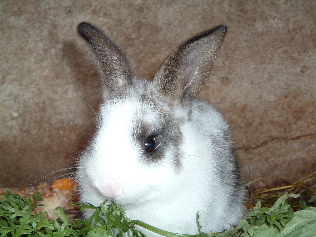 Lapin blanc