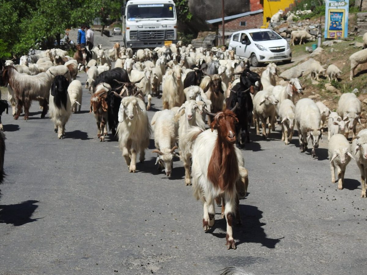 Gaddi herd of sheep and goats ,Bharmour