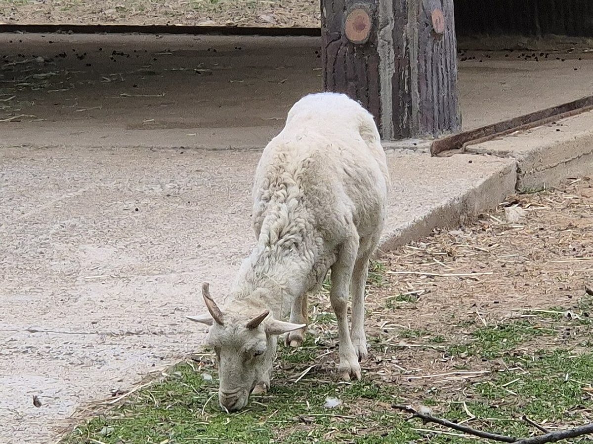 Domestic sheep (unidentified breed)