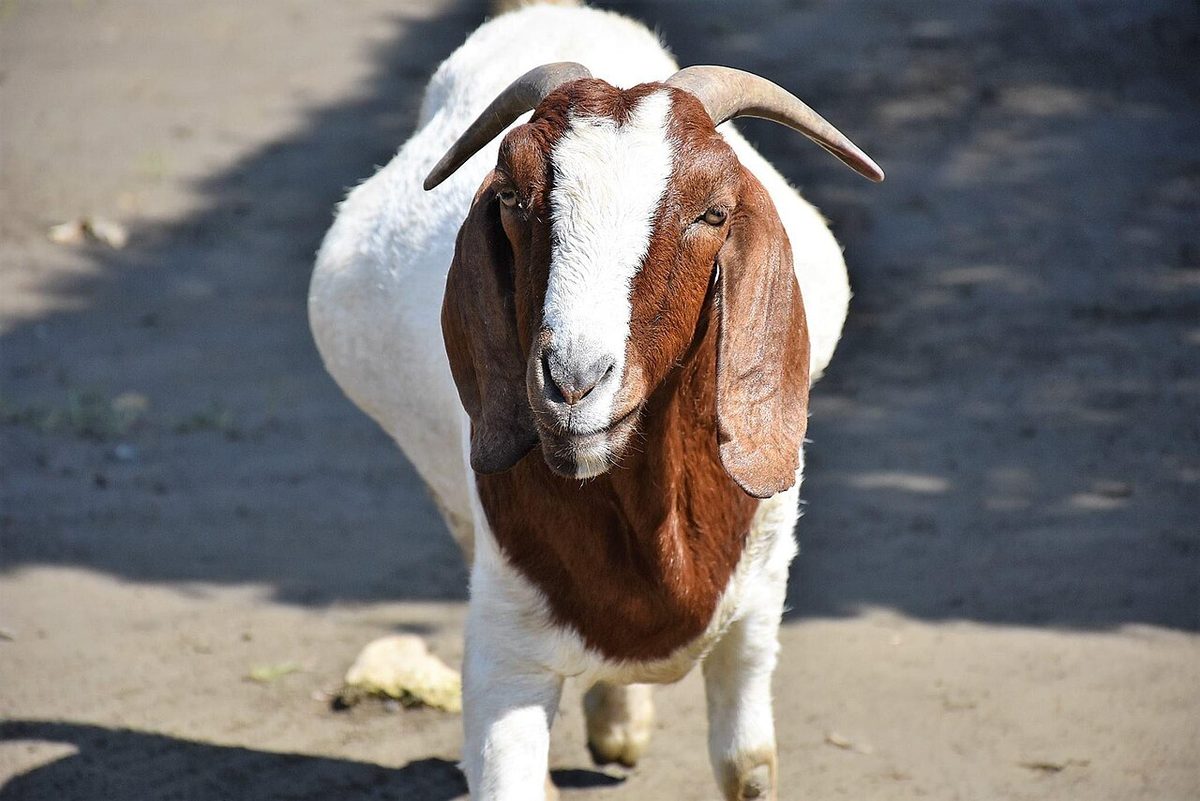 Boer Goat in Shoushan Zoo.jpg