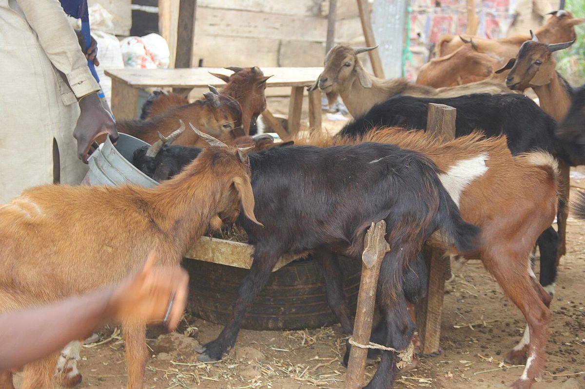 FEEDING GOAT IN THE PEN.jpg