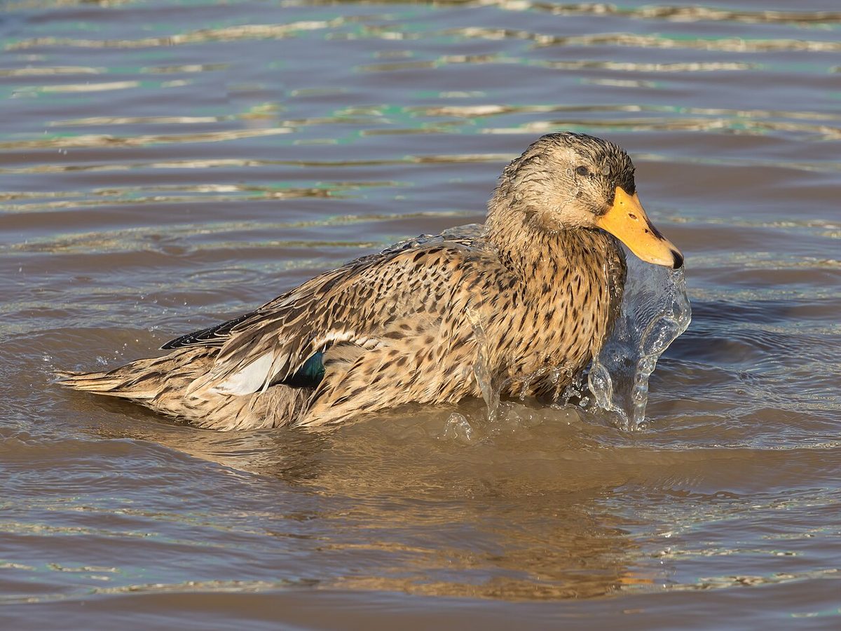 Domestic duck bathing and splashing in a pond at golden hour in Don Det Laos - side view