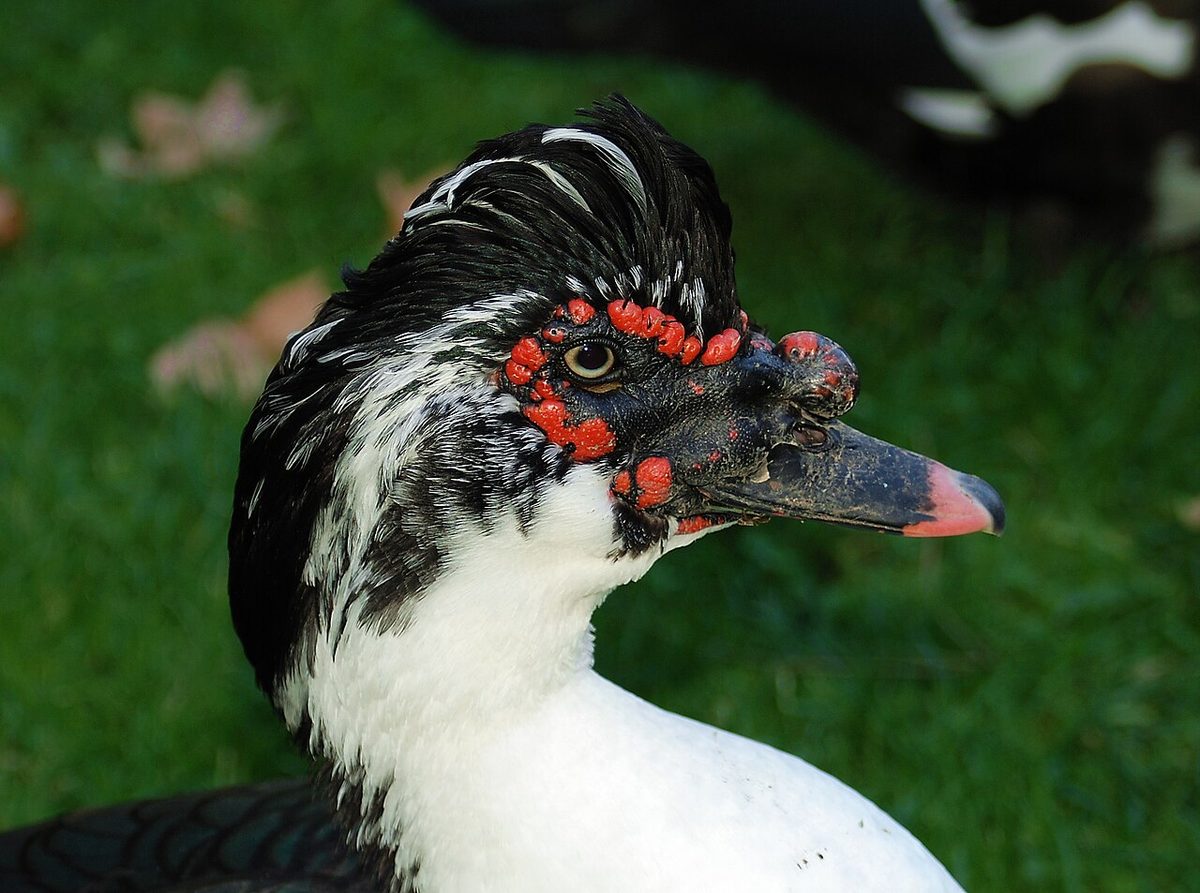 Duck 2007-1