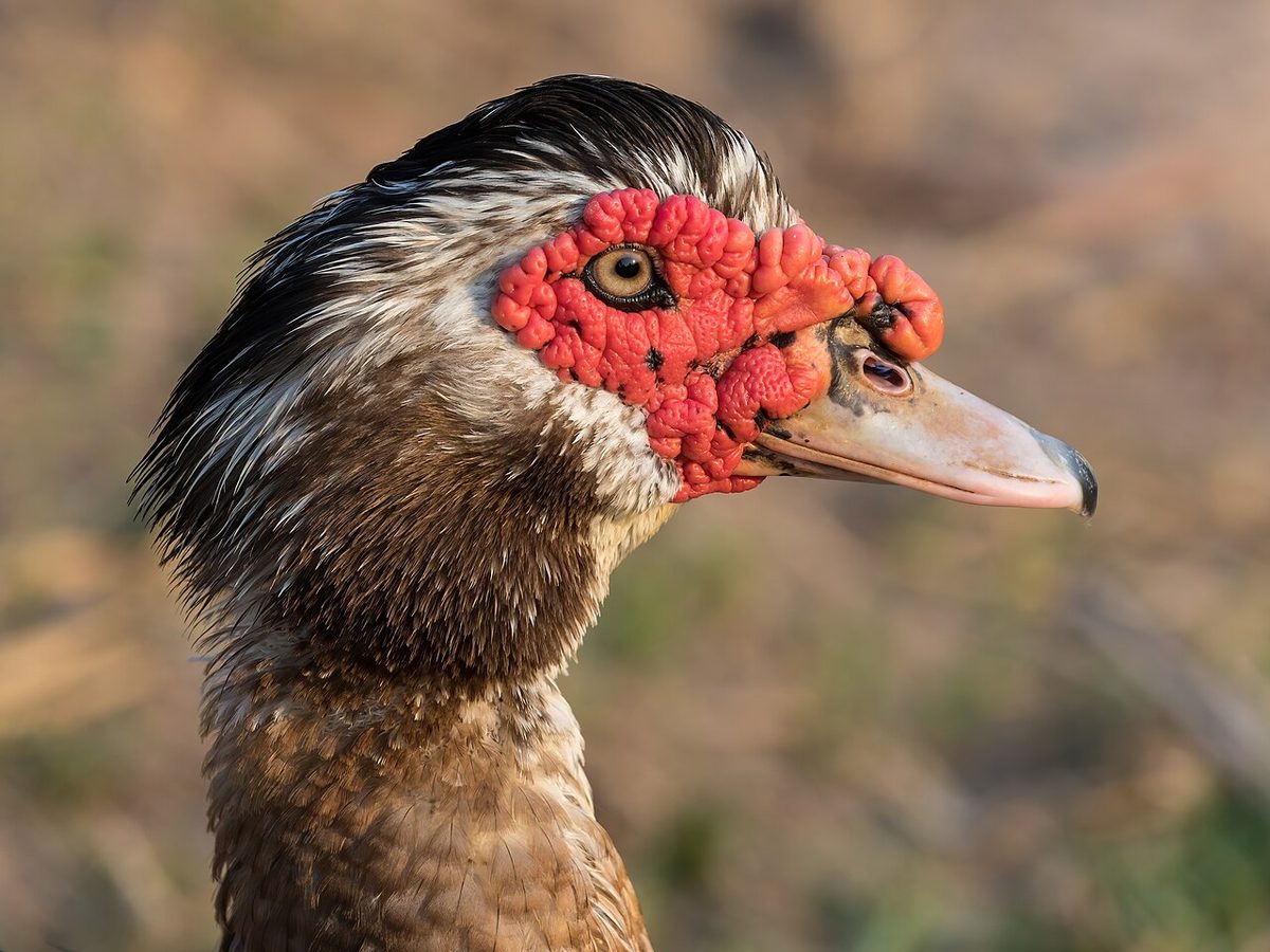 Muscovy duck head at golden hour in Don Det Laos