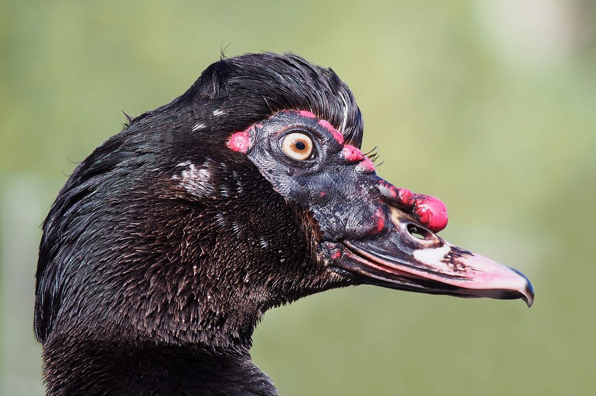 Muscovy duck portrait