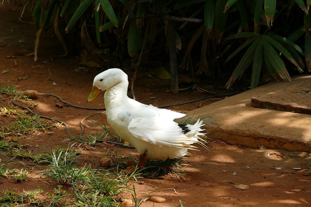 Preening duck 05