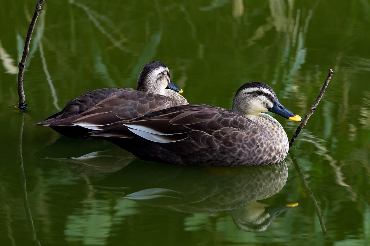Spot-billed duck, Tennōji Park, Osaka, October 2015
