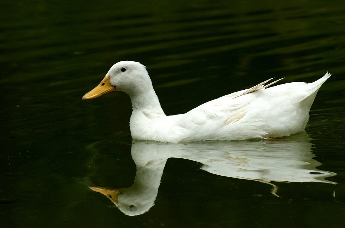 White Duck Body Shap