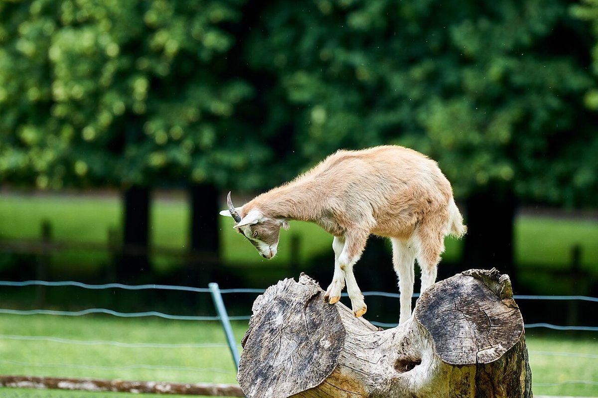 Capra aegagrus hircus, Neuss (DE) -- 2022 -- 0174