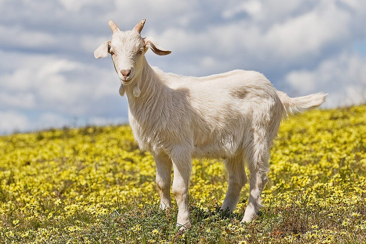 Domestic goat kid in capeweed