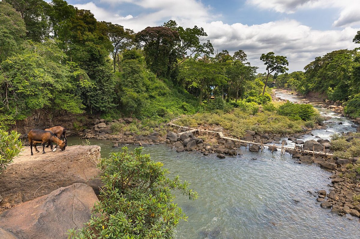 View of Tad Lo river from above, with temporary footbridge and goats, Laos
