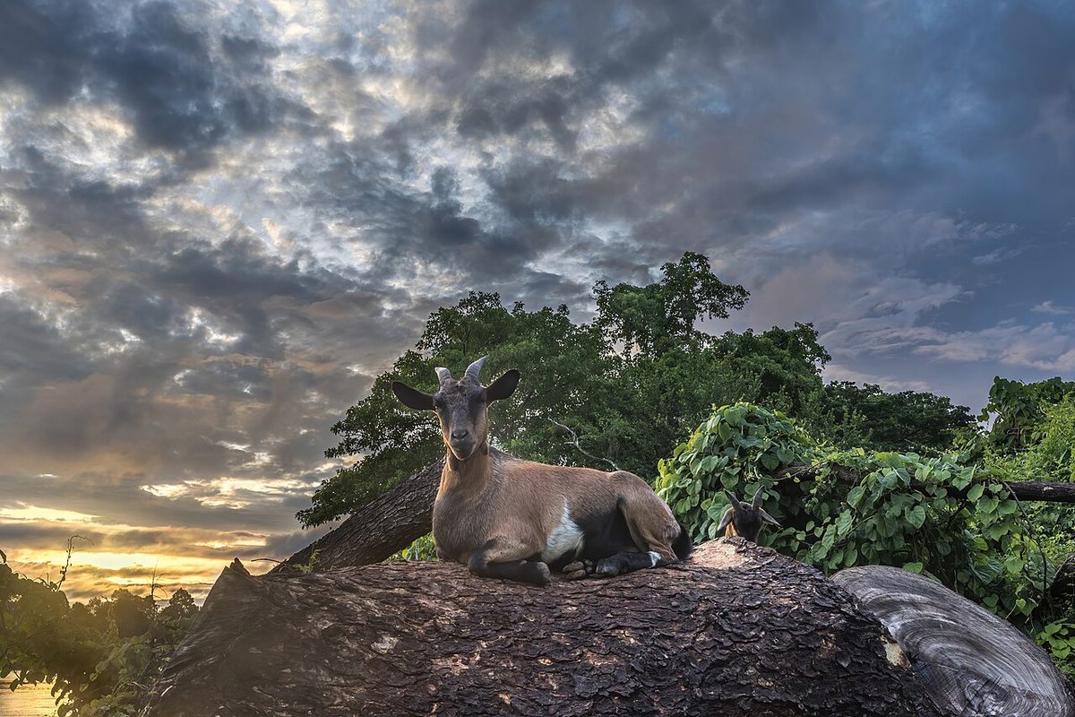 Wild goat lying on a tree stump under colorful clouds at sunrise in Don Kek Si Phan Don Laos