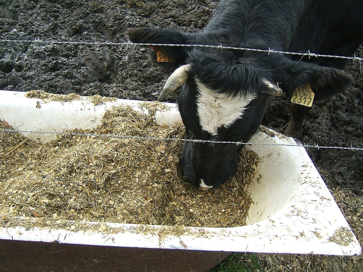Cattle eating corn silage 2