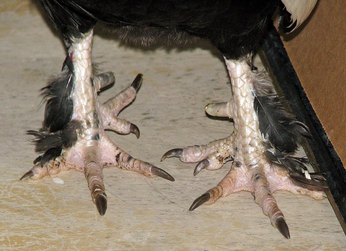 6H-Bantam-Rooster-w-Polydactyly-from-FITHFATH FARM-by-Alan-diGangi