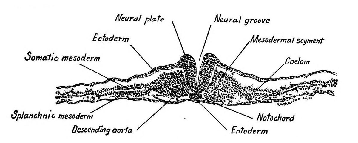 Aves Transverse section through the fifth pair of mesodermal segments of a twenty-five-hour chick embryo