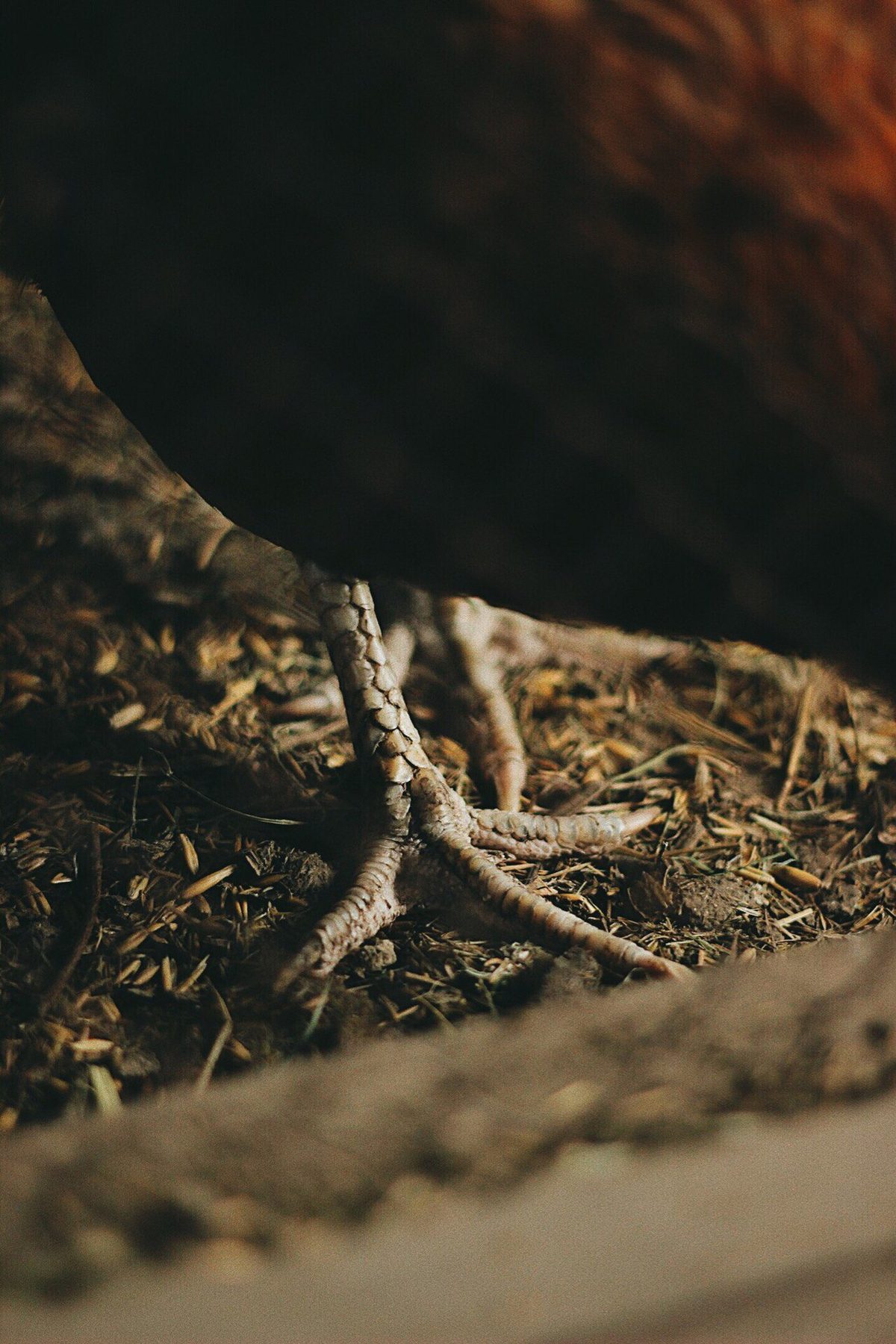 Chicken foot