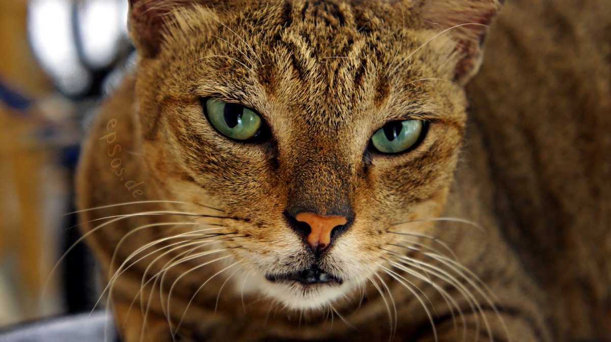 Cute Cat with Beautiful Green Eyes