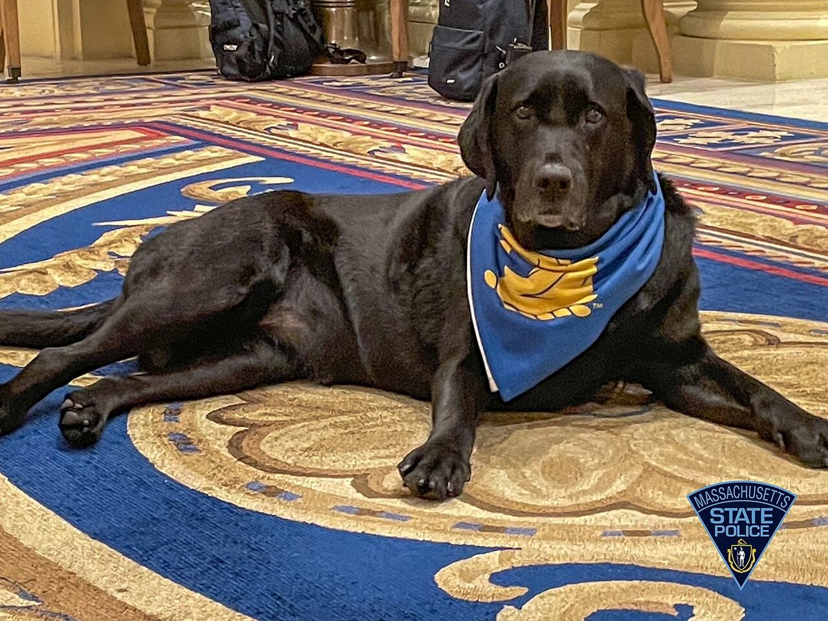 Cori Copely (hotel dog of the Fairmont Copley Plaza Hotel) GK9 yj5WwAAsdud