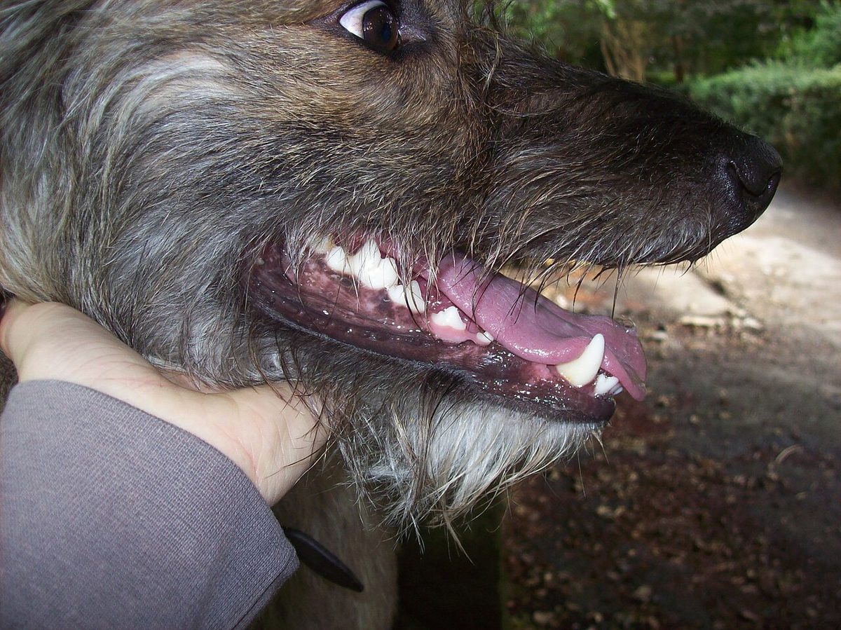 Example of classical conditioning