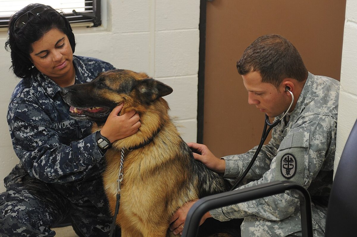 Big dog gets a veterinary exam at Guantanamo -c