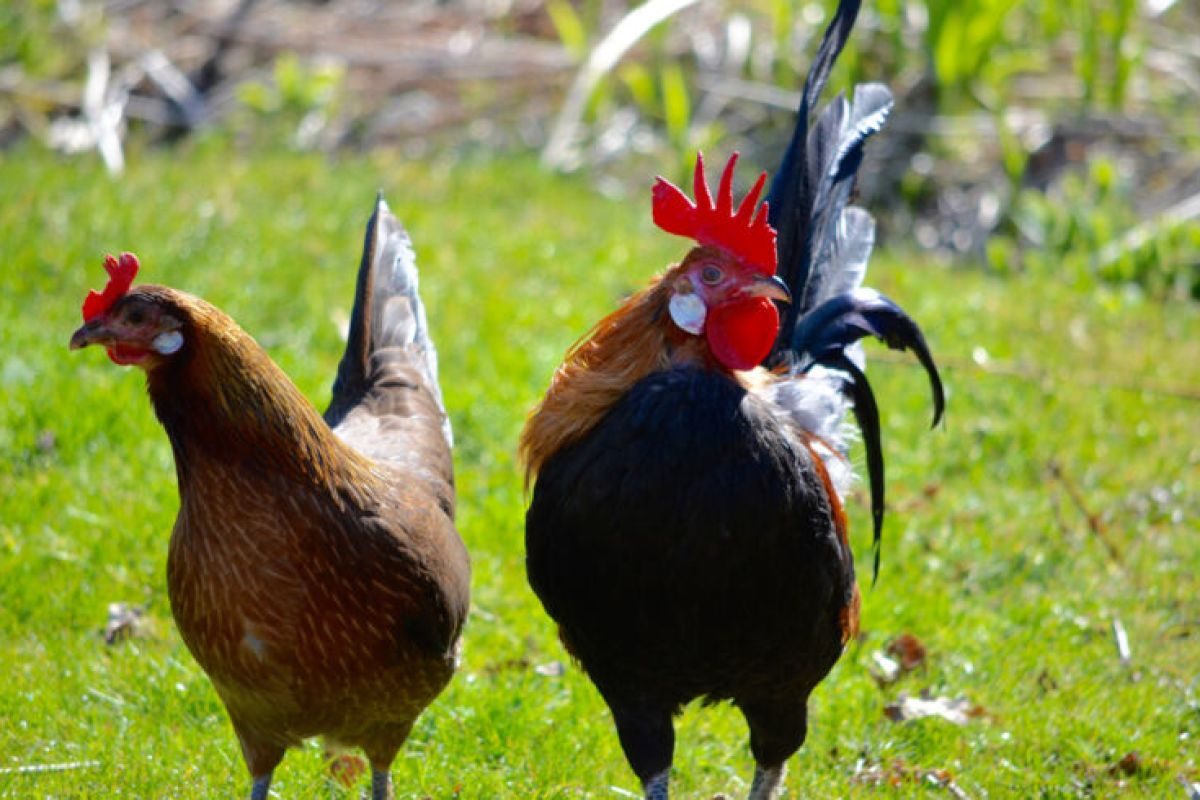 How chicken come in WORLD?