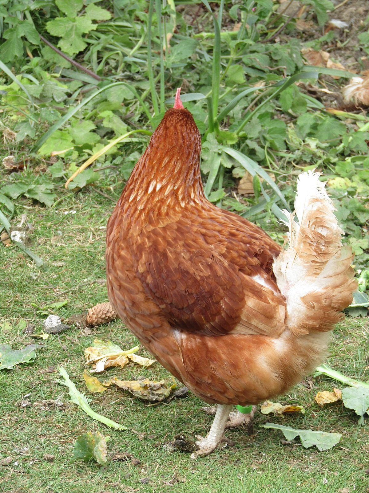 2019-04-30 Hy-bred chicken, Trimingham