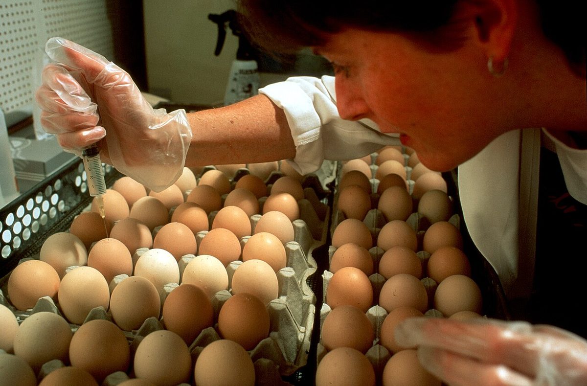 CSIRO ScienceImage 352 Inoculating Eggs for Influenza Production