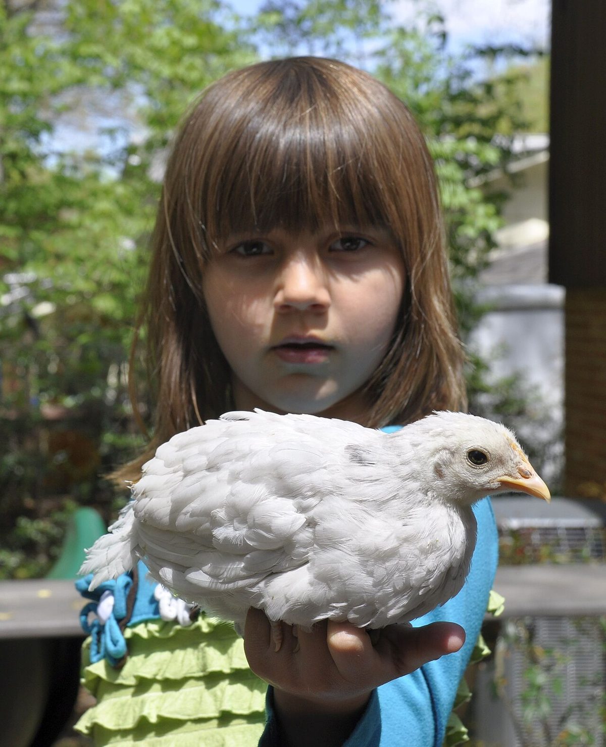 Delaware Chick - 3