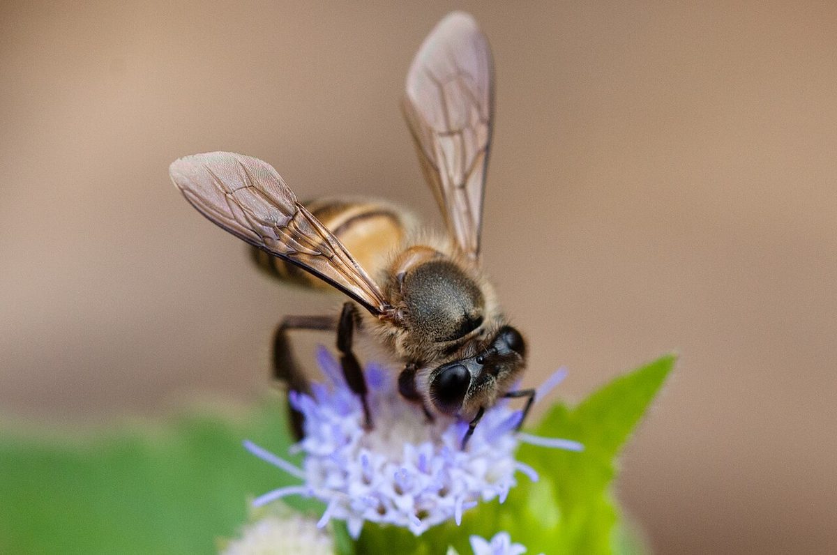 Apis cerana, Asiatic honey bee - Khao Yai National Park