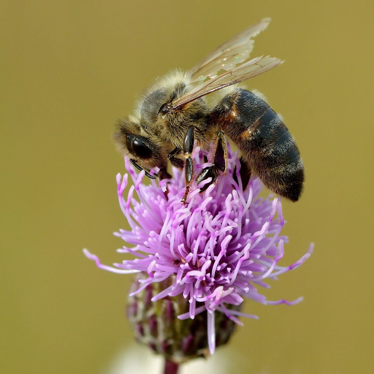 Apis mellifera - Cirsium arvense - Keila