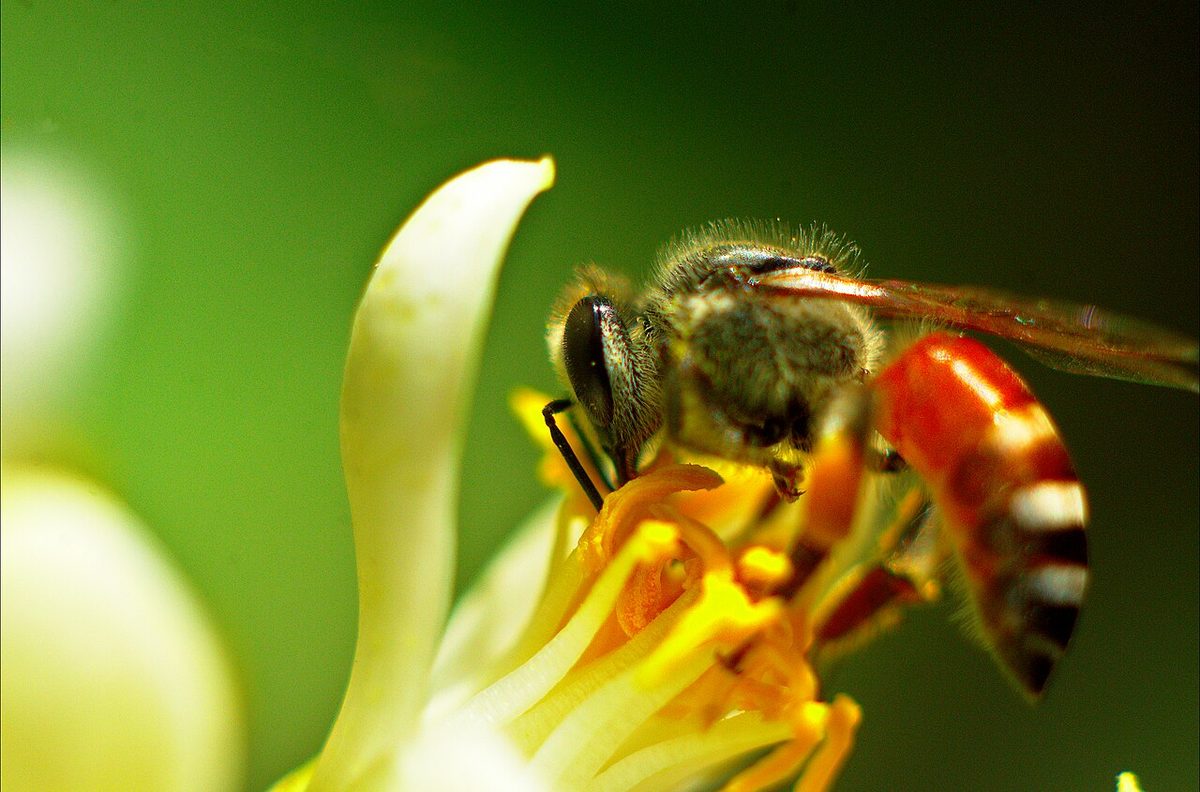 Apis florea Bangalore