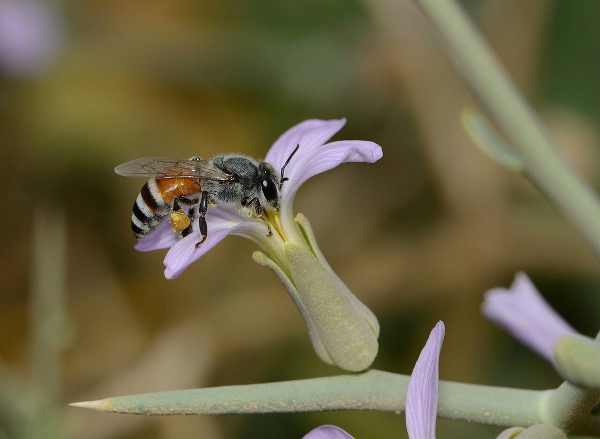 Apis florea worker 1