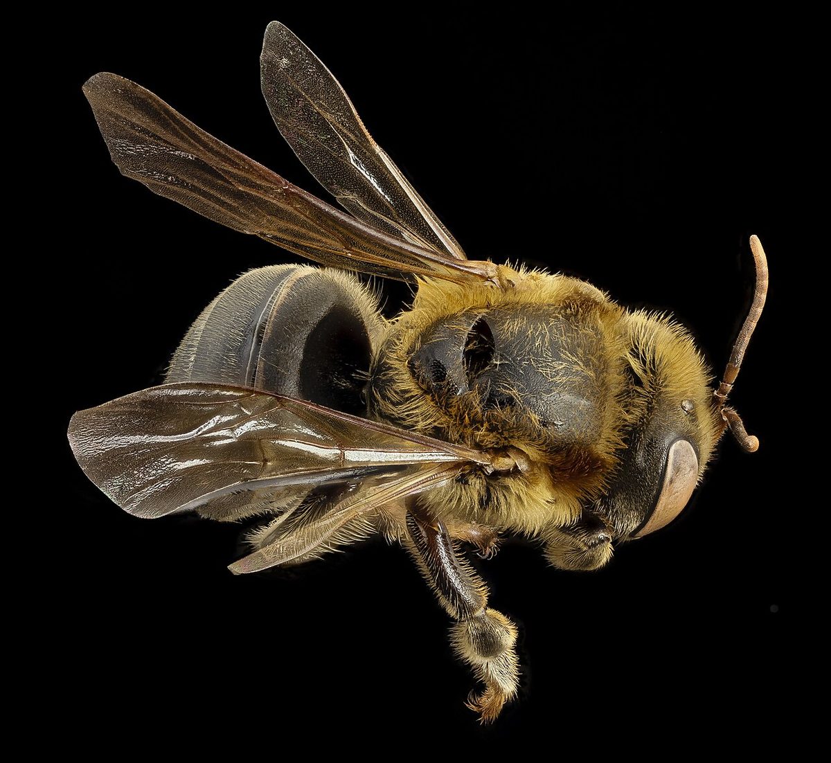 Stingless bee 3, f, back, peru 2014-07-30-13.06.36 ZS PMax