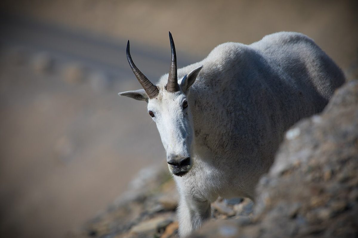 Mountain Goat