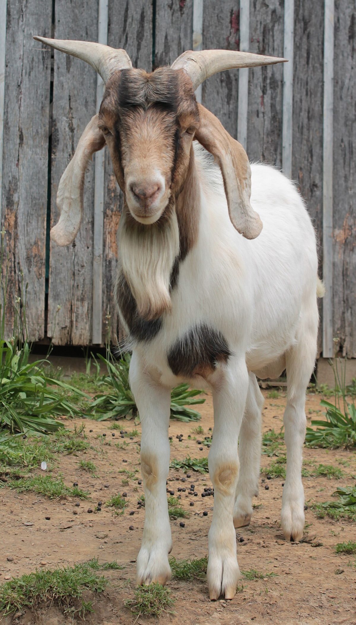 Boer Kiko Alpine mix billy goat