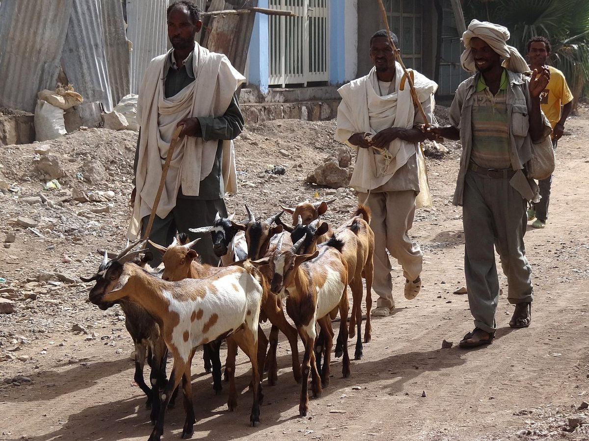 Goats to Market - Shire - Ethiopia