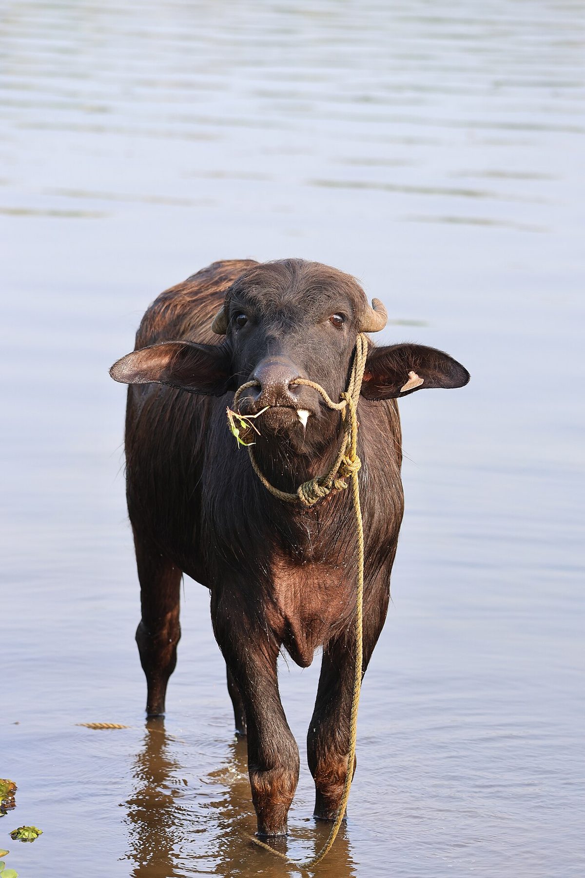 Asian water buffalo (Bubalus bubalis) in shallow water 02.jpg