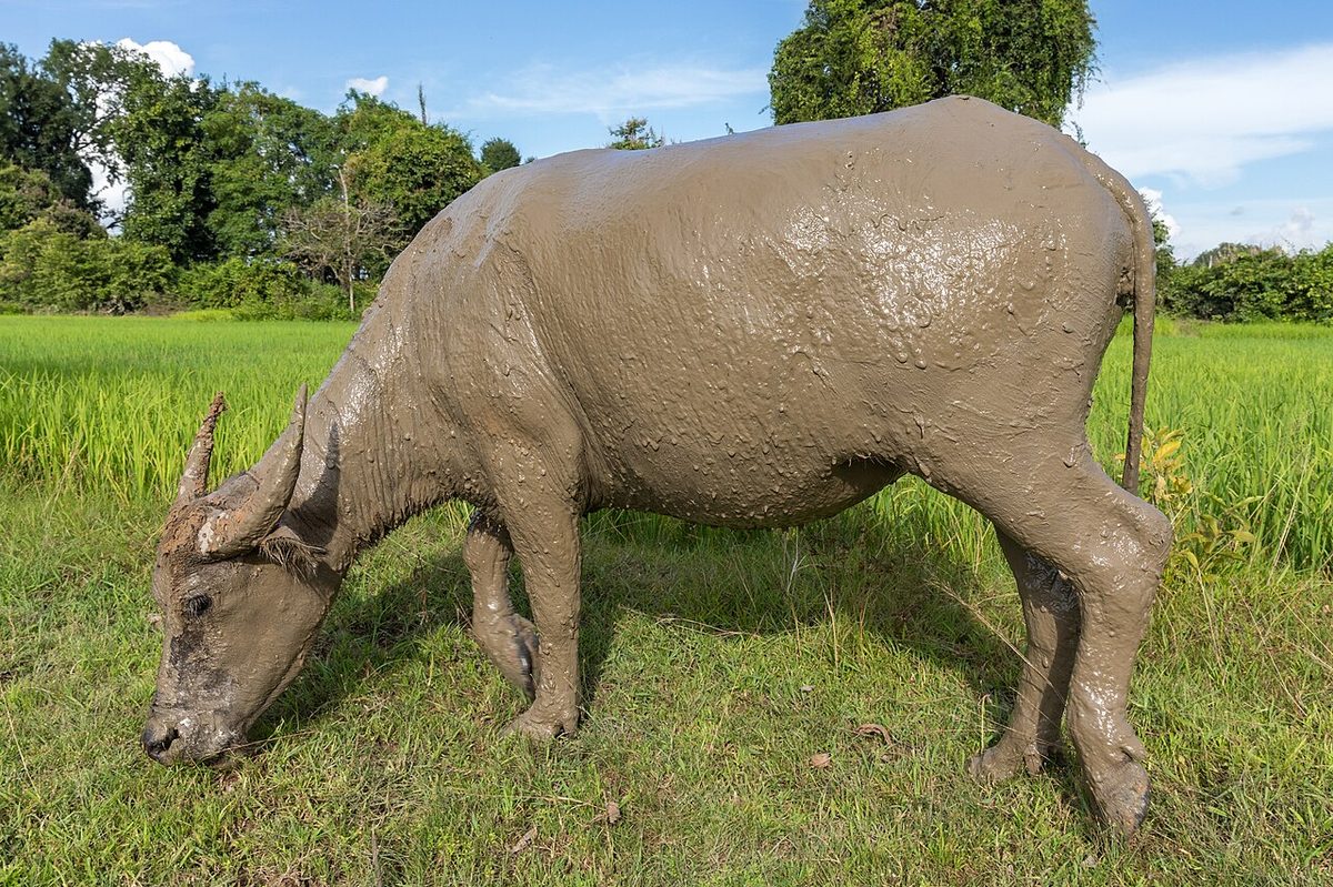 Muddy Water buffalo (Bubalus bubalis) grazing in a green landscape with blue sky in Don Det Laos