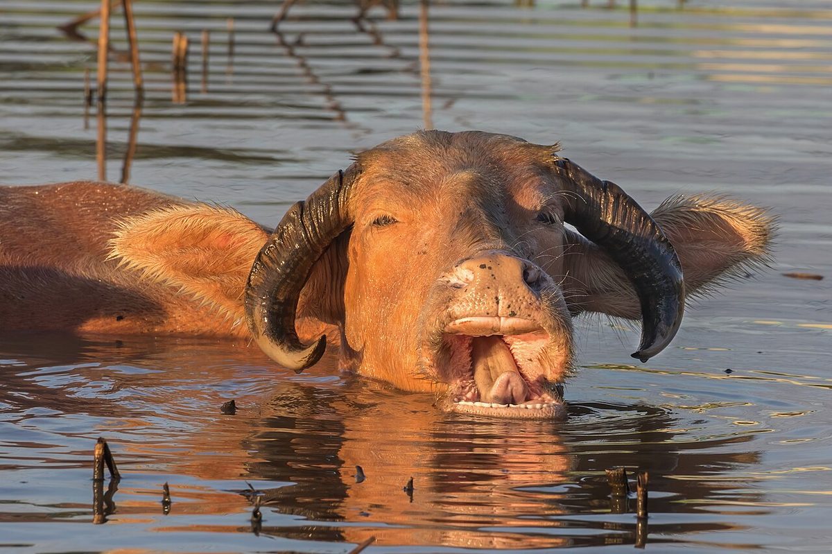 Close-up photograph of the head of a water buffalo bathing with open mouth at golden hour in Laos