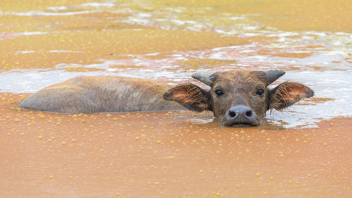 Bubalus bubalis (water buffalo) bathing in a rust-colored pond and looking at viewer, head above water, Don Det, Laos