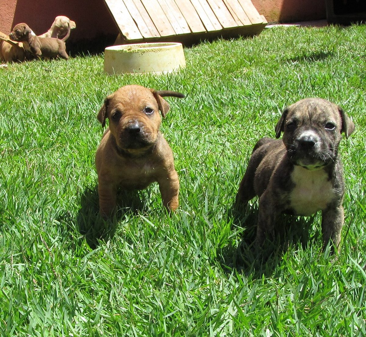 Bull-mastiffs brasileiros filhotes