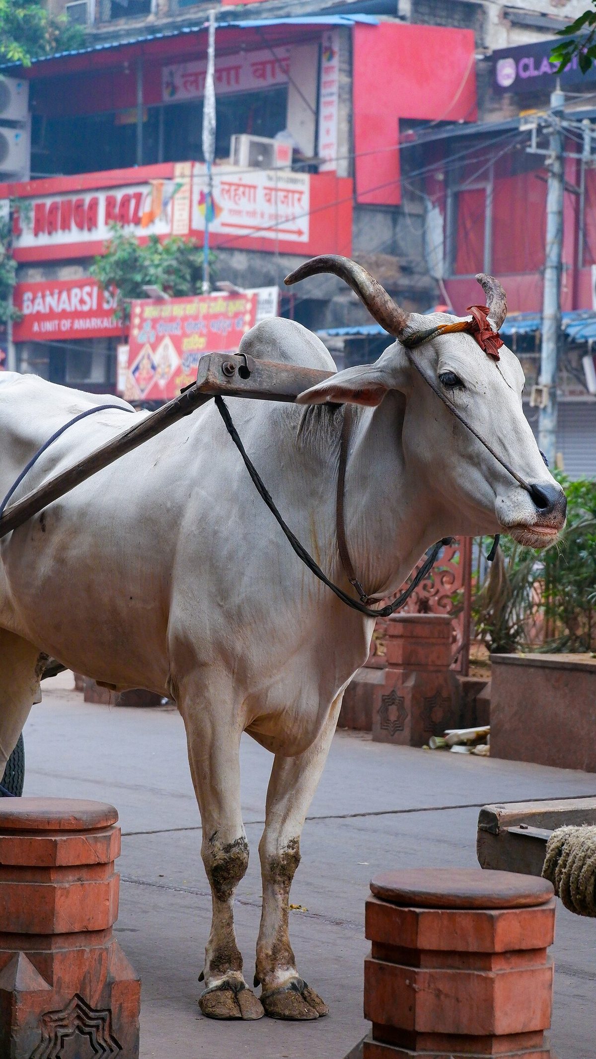 Bull img