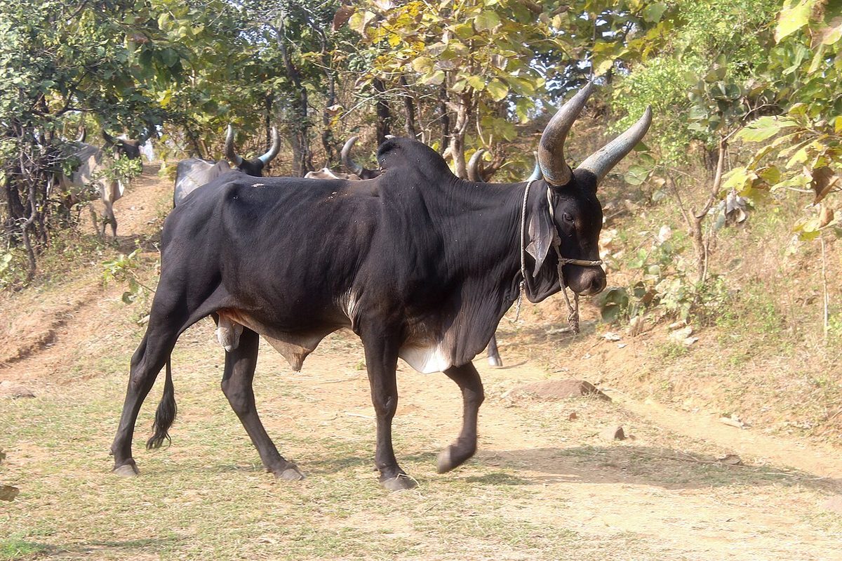 Bull near Bhopal India 001