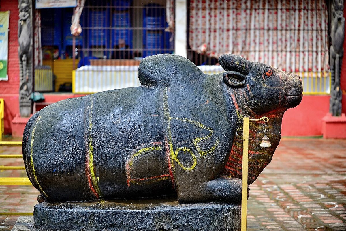 Basaha Bull Bhringareshwor Mahadev Temple Sunakothi Lalitpur Nepal Rajesh Dhungana (1)