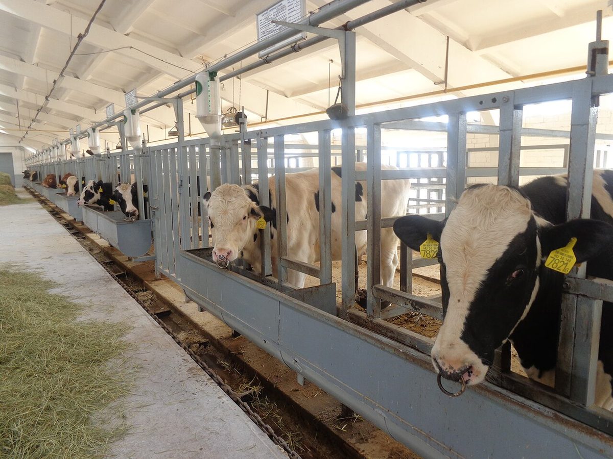 Bulls-breeding