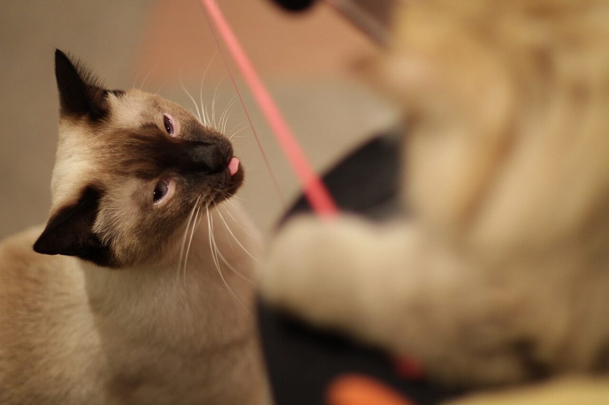 A cat fishing another cat
